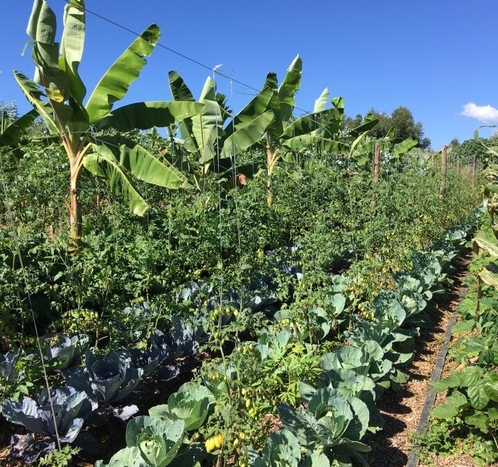 Cette méthode va détrôner la permaculture