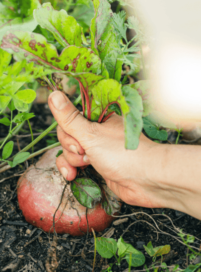 animation-permaculture-paysagiste-angers-49
