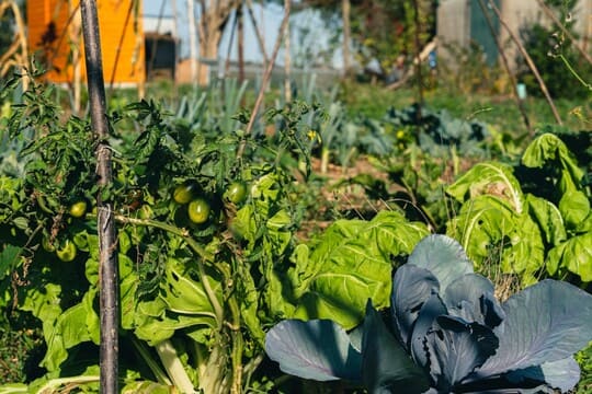 Les 6 premiers principes de la permaculture