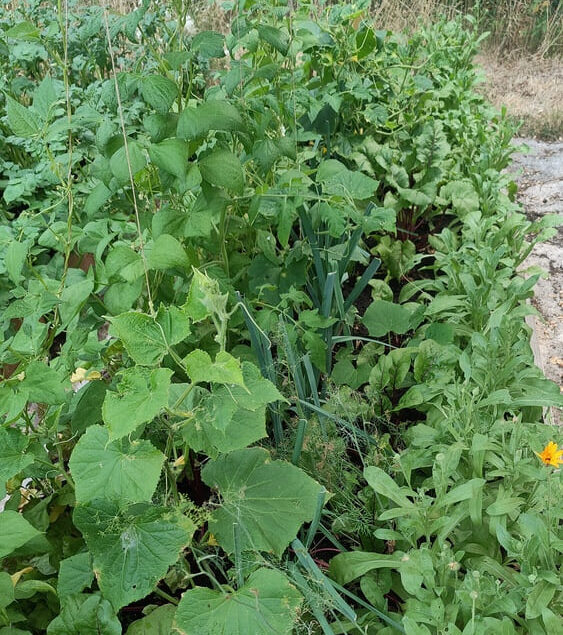 jardin-permaculture-potager-comestible-paysagiste-angers3