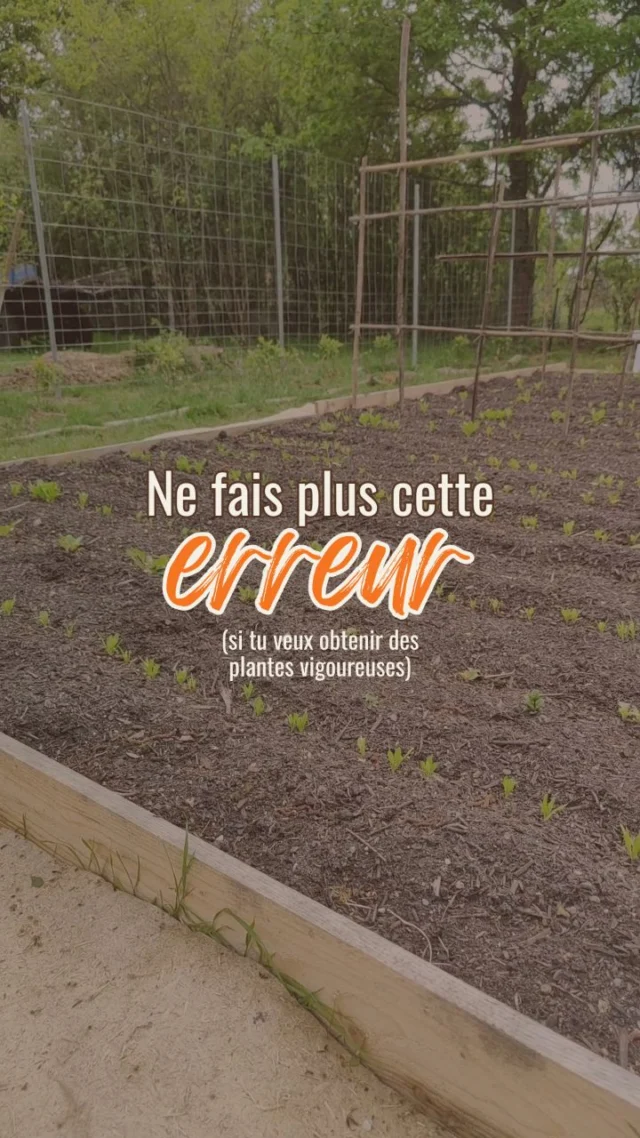 Jusqu’à présent, j’investissais beaucoup d’argent dans les plants en godet. 

Je me disais que c’était toujours du temps de gagné : une tâche de plus à déléguer, une plante de plus en avance sur les adventices, un échec en moins à devoir réparer…

Ce que je ne savais pas c’est que : 

1/ Ces plantes n’ont d’avance qu’en apparence. 

Une fois transplantées, ces plantes encaissent un stress qui les fait végéter quelque temps. Elles mettent du temps à repartir. En vérité, les semis réalisés plus tard, rattrapent largement ces plantes-là. 

2/ Ces plantes sont plus fragiles.

Chouchoutées en intérieur, dans des conditions artificielles (chaleur, engrais, soins…), elles ne sont pas du tout adaptées à être replantées en extérieur, dans un sol pas encore complètement fertile et avec toutes sortes de ravageurs. 

Si bien que, c’est la première proie pour les maladies, champignons et détritivores (dont font partie les limaces).

3/ Ces plantes sont chères

Avec toutes ces conditions désagréables, ces plants reviennent chers. Et c’est sans compter, le déplacement et l’empreinte carbone (terreau avec de la tourbe, godets en plastique, engrais…). 

De plus, ces plantes s’enracinent moins bien. Elles vont moins chercher l’eau en profondeur. Elles ont donc besoin d’être davantage arrosées. 

Je me suis rendue compte de tous ces inconvénients en développant une autre technique de production, qui fonctionne à tous les coups : le semis direct. 

Reste par ici, car je t’en parle davantage ces prochaines semaines. 

#autosuffisance #culturebio #permaculture